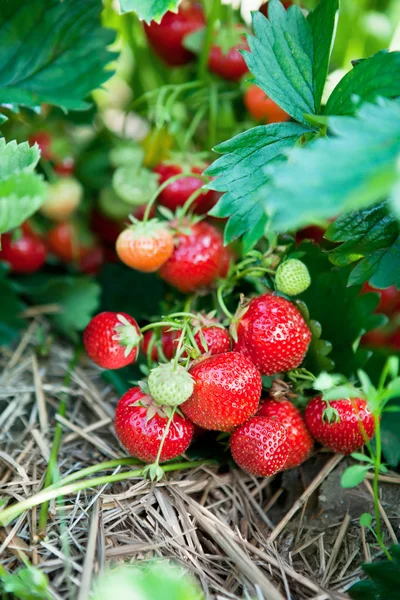 Closeup of fresh organic strawberries Royalty Free Stock Photos