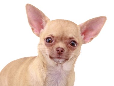 Chihuahua dog clipart