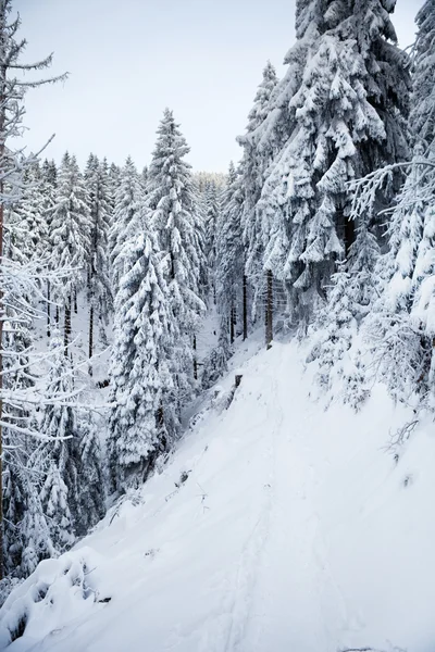 Winter forest in mountains — Stock Photo, Image