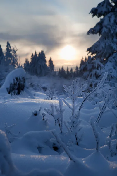 山の冬の森 — ストック写真
