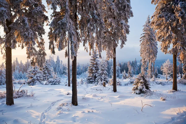 Зимний лес в горах — стоковое фото