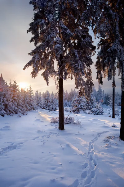 Winter forest in mountains — Stock Photo, Image