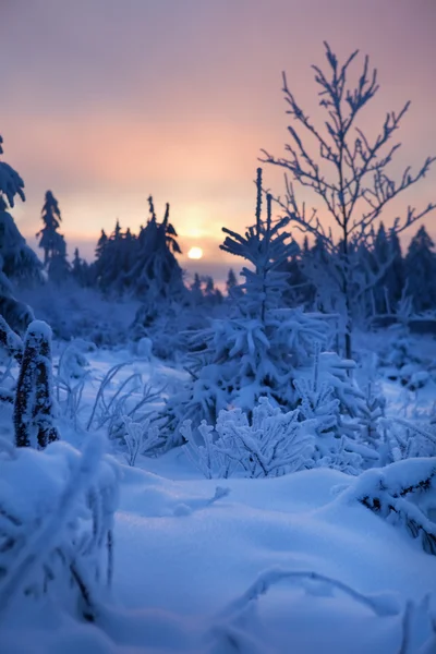 Dağlarda kış ormanı — Stok fotoğraf