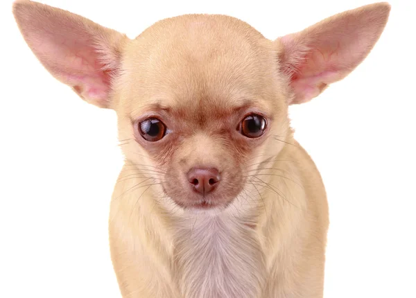 Σκυλί Chihuahua — Φωτογραφία Αρχείου