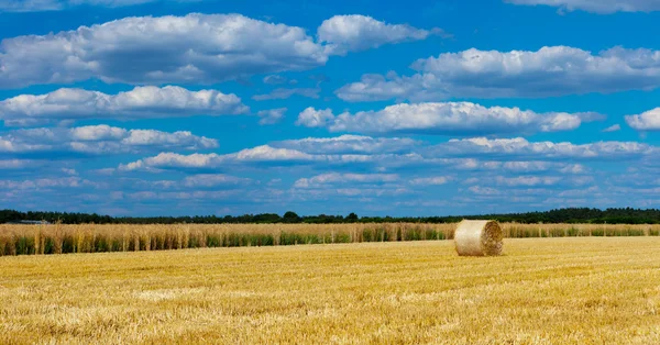 Straw bales in a field with blue and white sky — Stock Photo, Image
