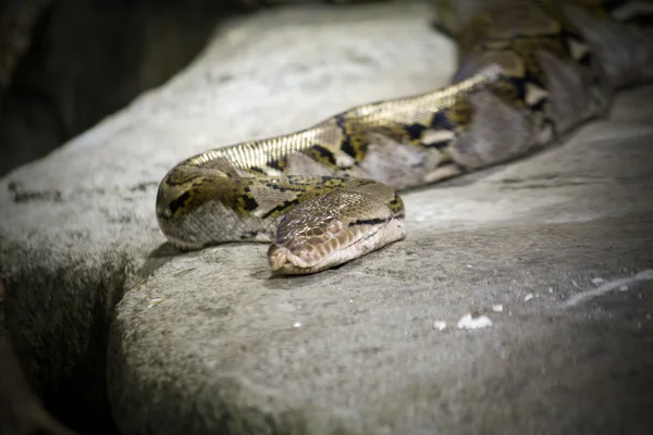 stock image Snake on a stone