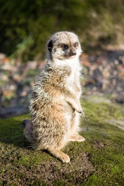 stock image Meercat