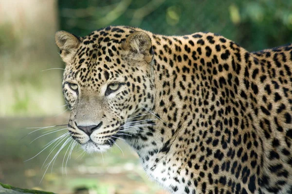 Leopardo Imagens Royalty-Free