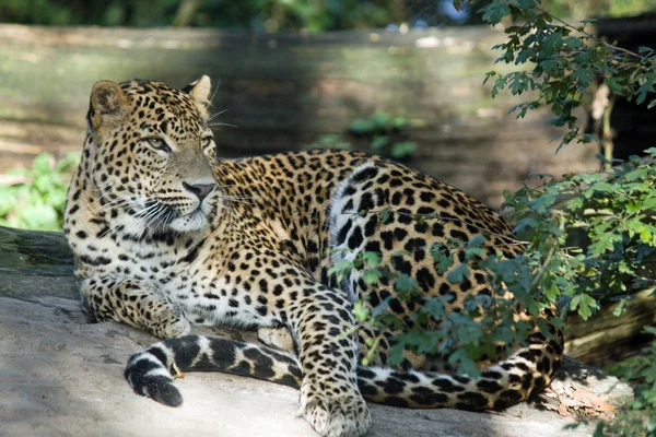 Leopardo Fotografia De Stock