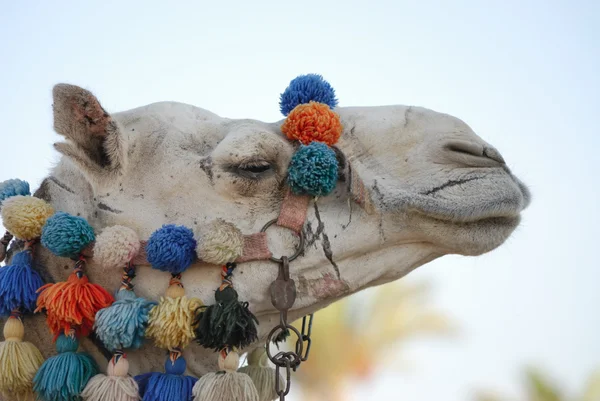 stock image A head of the camel