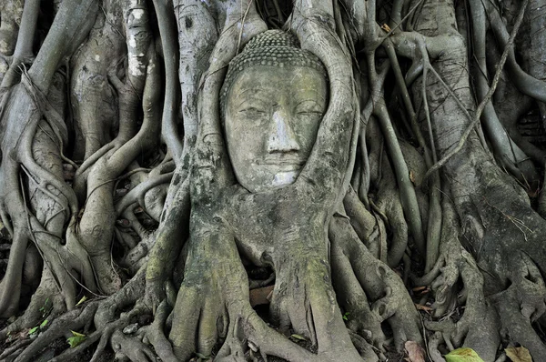 Stone budda pää loukussa puun juuret — kuvapankkivalokuva