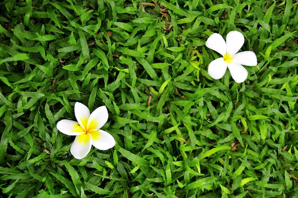 stock image Flowers on grass field