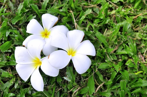 stock image Flowers on grass field