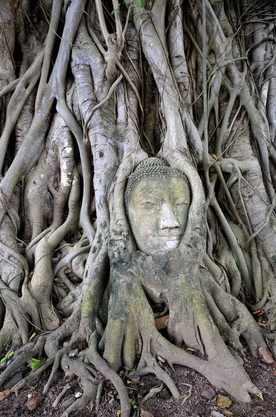 Kamienna głowa traped budda w Tajlandii ayudthaya korzenie drzewa — Zdjęcie stockowe