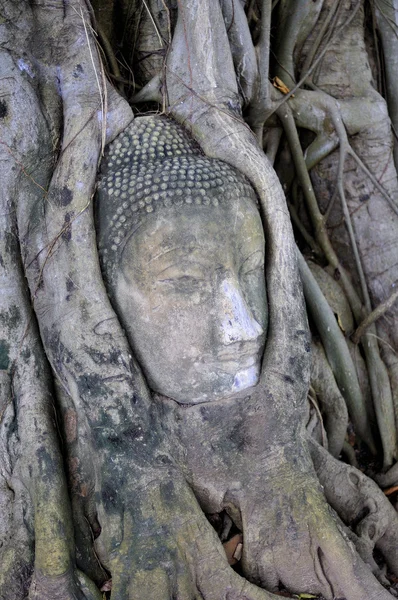 Jefe de buddha incrustado en la raíz del árbol — Foto de Stock