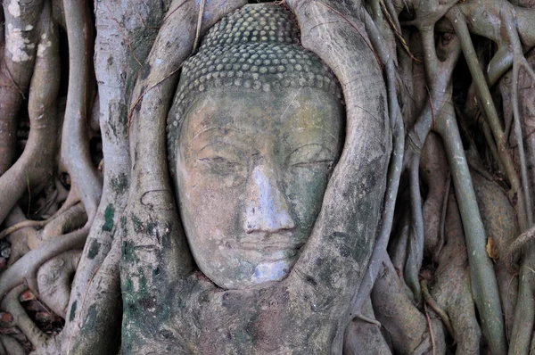 Jefe de buddha incrustado en la raíz del árbol —  Fotos de Stock
