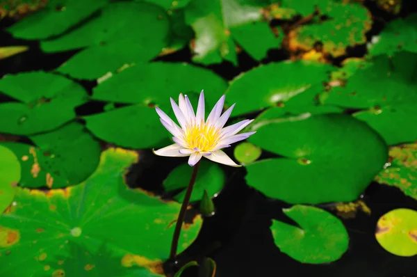 stock image Lotus leaves with dews