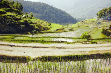 Ricefield