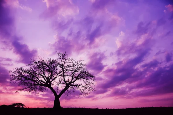 Árvore e pôr do sol — Fotografia de Stock