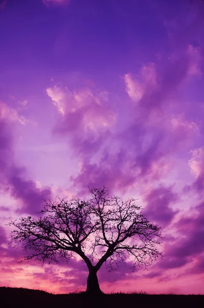 Strom a západ slunce — Stock fotografie