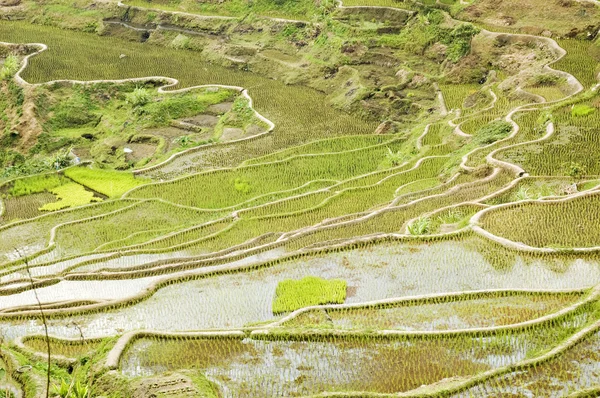 Terrazze di riso Banaue — Foto Stock