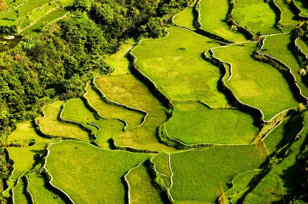 Terrazze di riso Hapao — Foto Stock