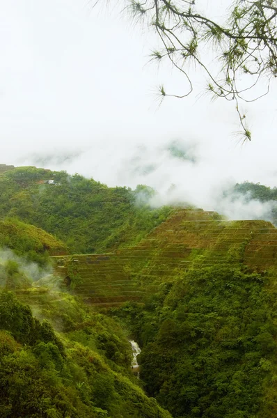 Rýžové terasy filipínských Kordiller — Stock fotografie