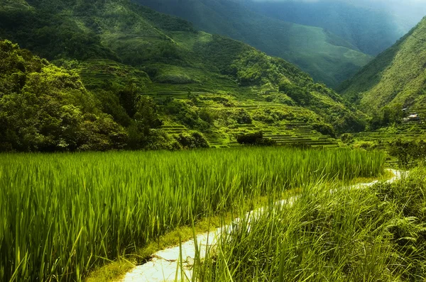 Terrazze di riso Hapao — Foto Stock