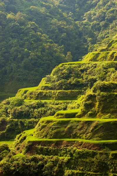 Hapao Rice Terraces — Stock Photo, Image
