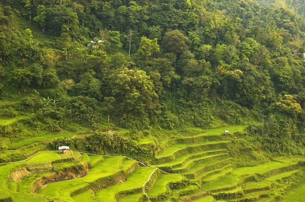 Terraços de arroz banaue — Fotografia de Stock