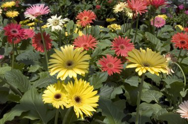 gerbera