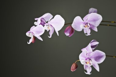 Violet Orchid clipart