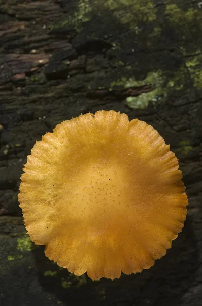 Mushroom — Stock Photo, Image
