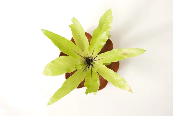 Decorative Plant — Stock Photo, Image
