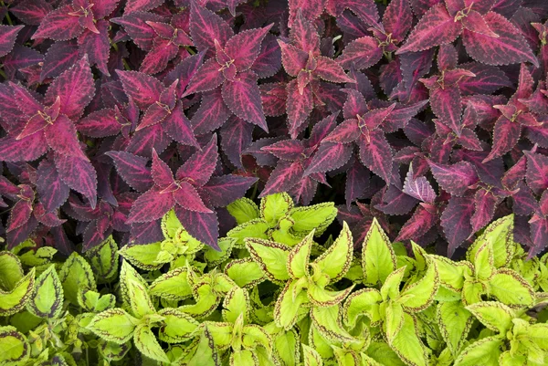 Dekorativní rostliny — Stock fotografie