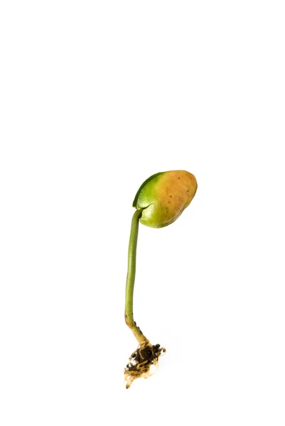 种子；种子 — 图库照片