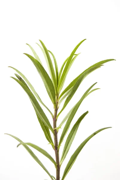 Herb — Fotografie, imagine de stoc