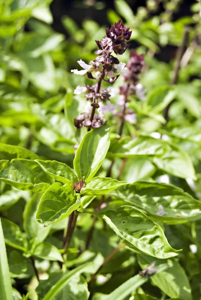 stock image Basil