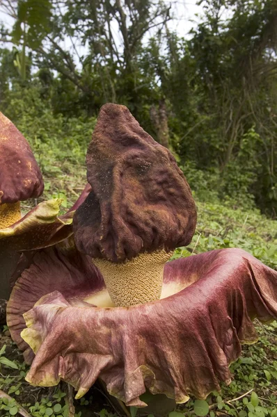 Rafflesia — Φωτογραφία Αρχείου