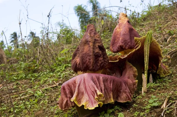 Rafflesia — стокове фото