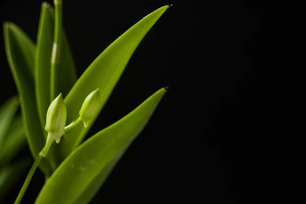 Брунька квітки — стокове фото