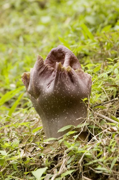 Rafflesia — Stock fotografie
