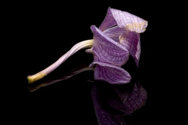 Orquídea caída — Fotografia de Stock