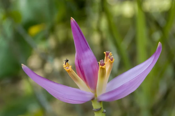 Muz çiçeği — Stok fotoğraf