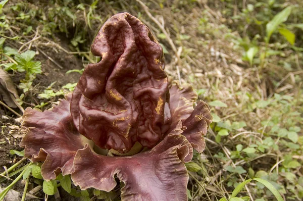 Rafflesia — Zdjęcie stockowe