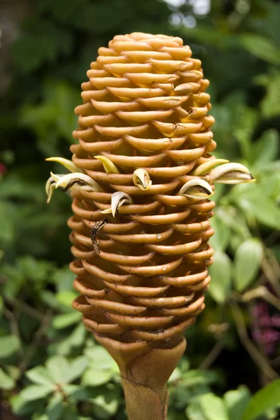 Hardy kegel bloem — Stockfoto