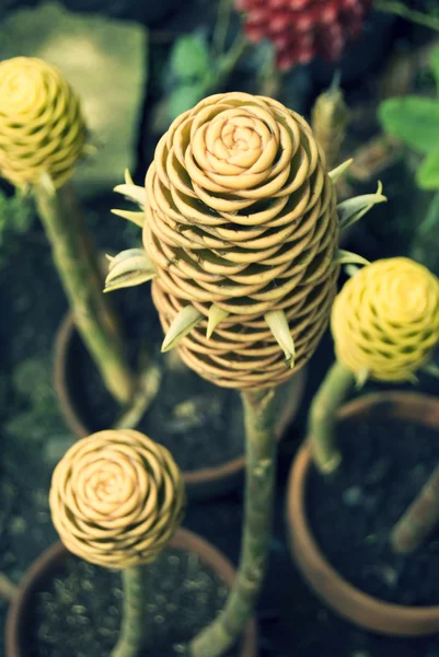 Flor de cono resistente —  Fotos de Stock