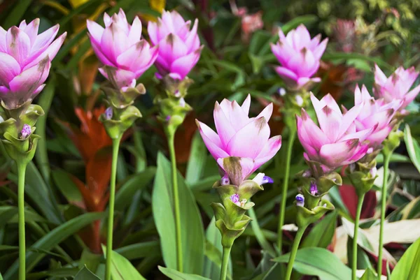 stock image Violet Flowers