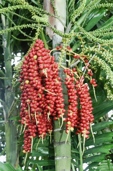 Palm Fruits — Stock Photo, Image