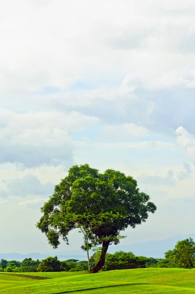 Дерево в поле для гольфа — стоковое фото